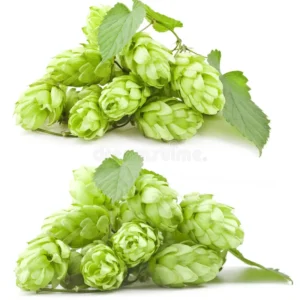 Hops Flower