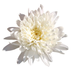 Chrysanthemums flower