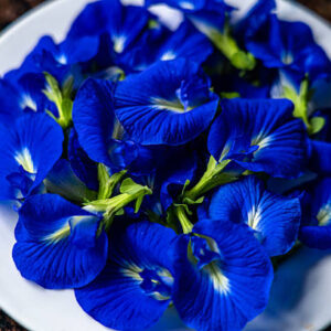 Blue Butterfly Pea Flower